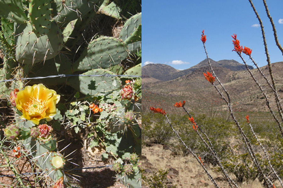On the left is a yellow prickly pear blossom and the pink flowers are something we called "loco weed" because if the cows ate it, they got crazy. On the right the Ocotillo cactus are sporting their flames at the ends of their branches.