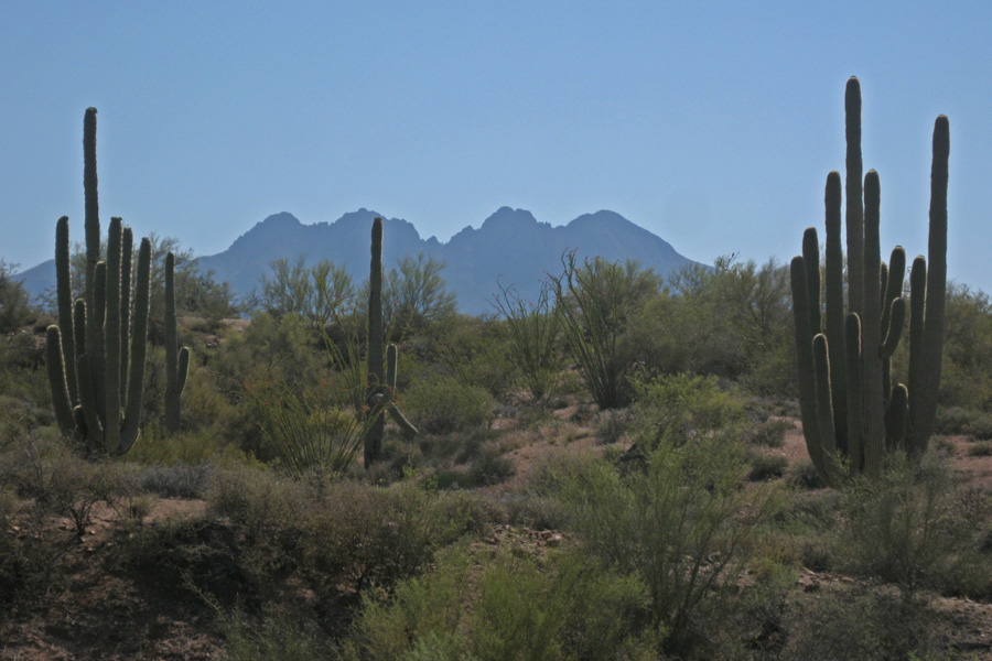 Four Peaks - April 21, 2014.  I used to laugh when I saw people taking pictures of cactus.....