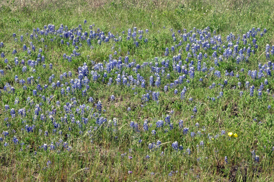 The Bluebonnets (State Flower of Texas) are just starting to bloom, they smell good too.