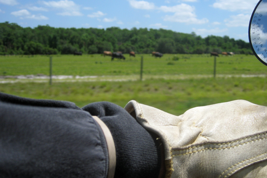 Cattle ranch along the road in central Florida - I know, wrong thing in focus but at 70 mph, that's about the best I can do.