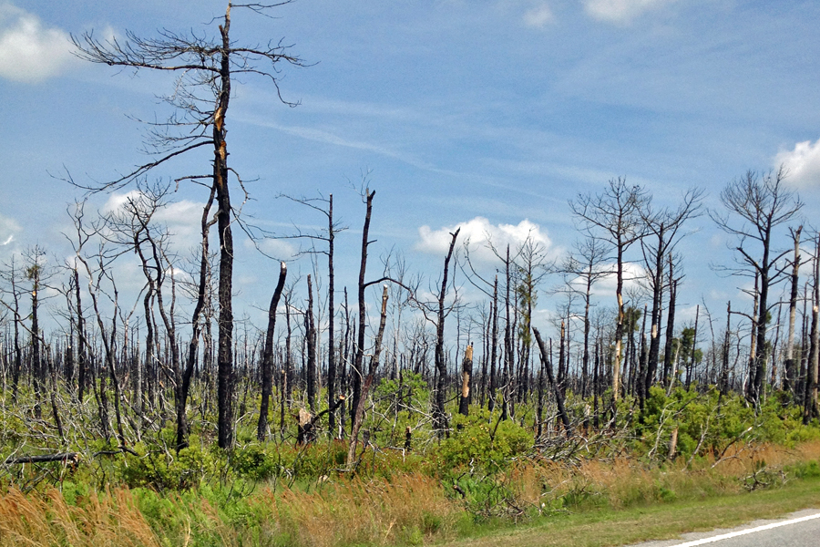Pocosin Lakes National Wildlife Refuge - not much wildlife, lots of burnt trees 