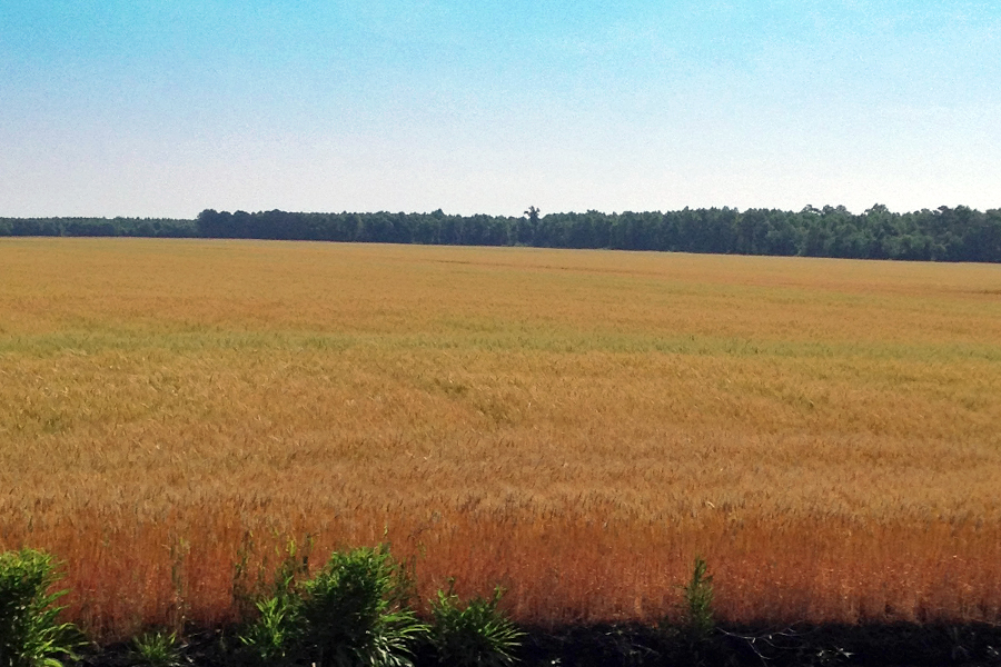 Amber waves of grain - didn't get any pictures of the corn though