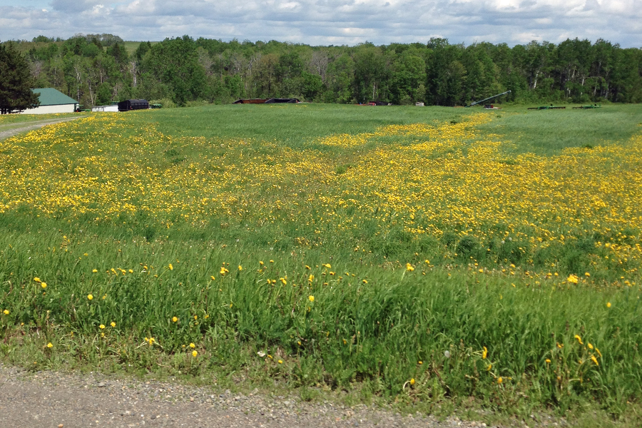 Robin says that Maine must translate, in some language, into dandilion - LOTS of em everywhere!!