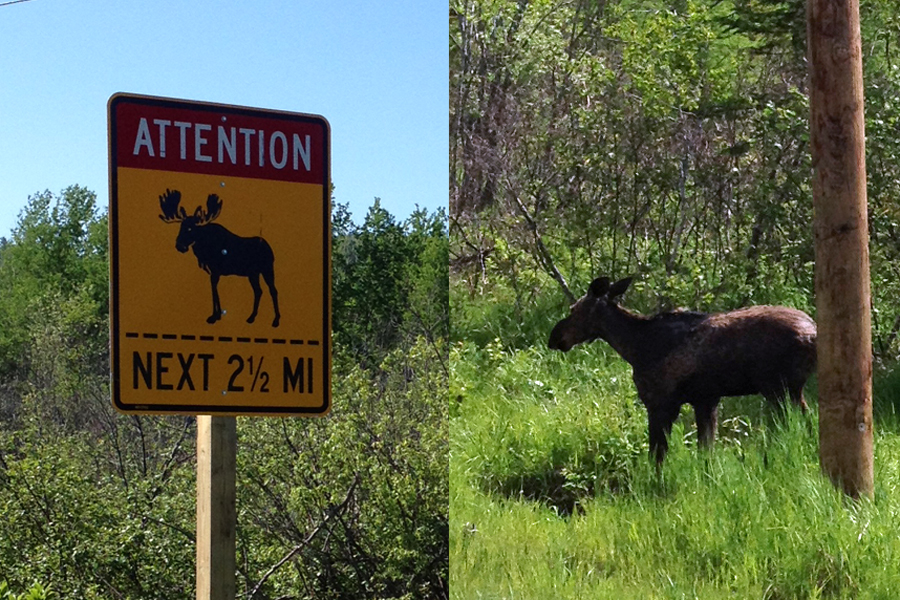 Don't believe the sign?  Believe the MOOSE - this one is just a baby