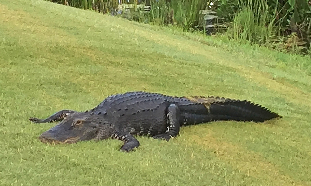 Gator