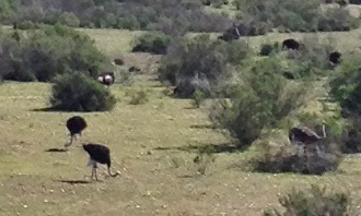 Just west of Solvang is Ostrichland USA - They have all things ostrich - we'll stop someday...