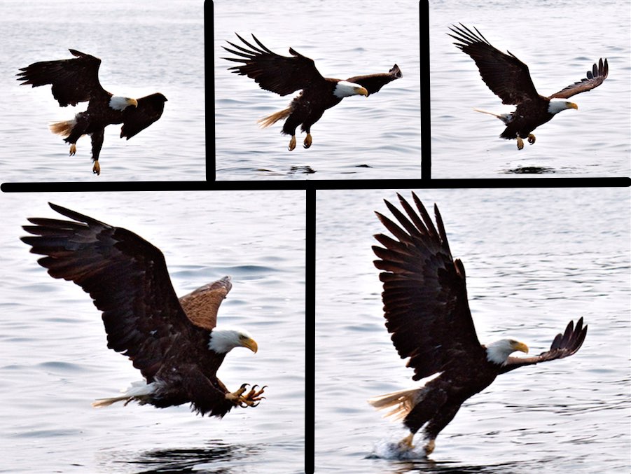 Eagles