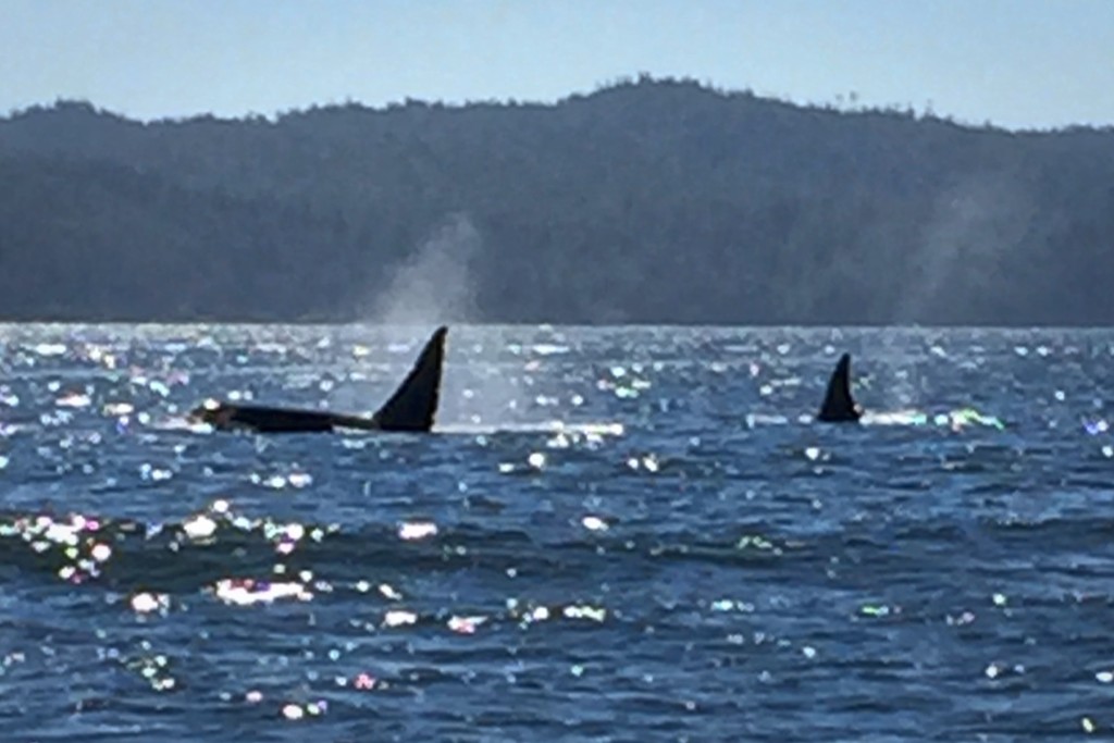 Killer Whales